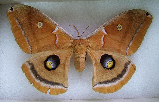 Adult Moths 38